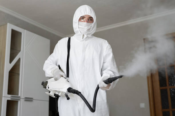 Professional Mold Removal Services in Chula Vista, CA